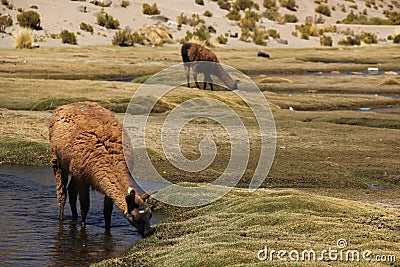 A Llama grazing on the Altiplano Stock Photo