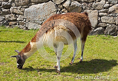 Llama Grazing at Machu Picchu, Peru Stock Photo