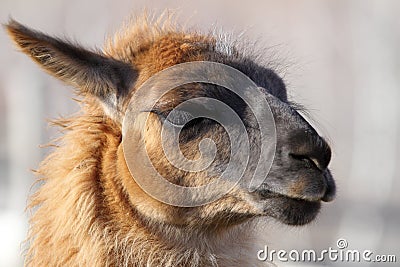 Llama head Stock Photo