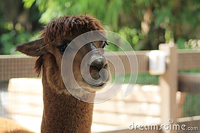 Llama head Stock Photo
