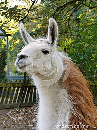 Llama lama face close up in petting zoo outdoors Stock Photo