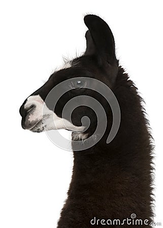 Llama, Lama glama Stock Photo