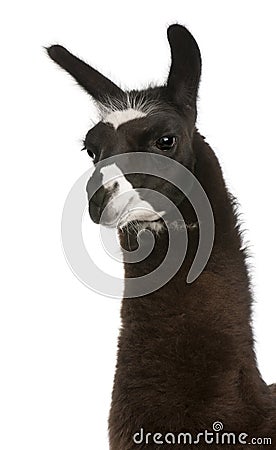 Llama, Lama glama Stock Photo