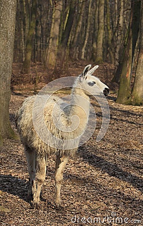 Llama (Lama glama) Stock Photo