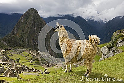 Llama, lama glama, Adult in the Lost City of the Incas, Machu Picchu in Peru Stock Photo