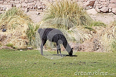 Llama Lama glama at the Caspana village, Chile Stock Photo