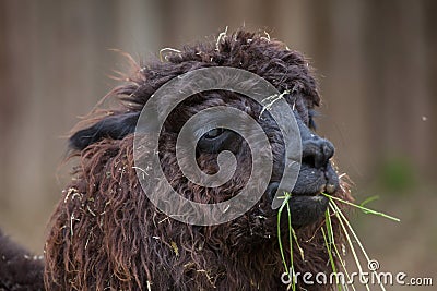 Llama Lama glama. Stock Photo