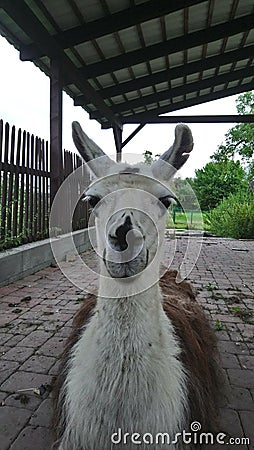 Llama Lama glama is a domesticated South American camelid, widely used as a meat and pack animal by Andean cultures since the Pre- Stock Photo