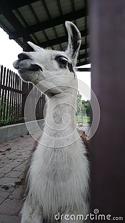 Llama Lama glama is a domesticated South American camelid, widely used as a meat and pack animal by Andean cultures since the Pre- Stock Photo