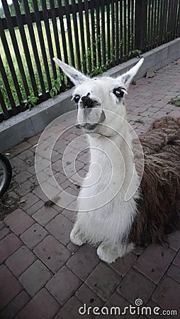 Llama Lama glama is a domesticated South American camelid, widely used as a meat and pack animal by Andean cultures since the Pre- Stock Photo