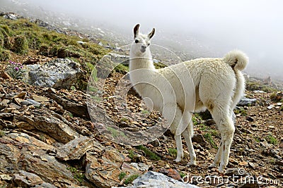 White Llama lama glama Stock Photo