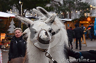 Llama Lama glama Editorial Stock Photo