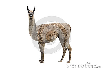 Llama Stock Photo