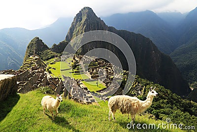 Llama at Machu Picchu, Peru Stock Photo