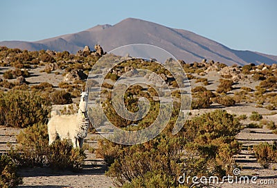 Llama`s grazing on the Altiplano Stock Photo