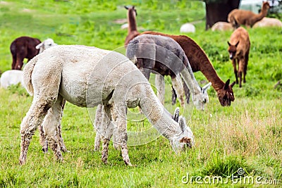 Llama is a small camel Stock Photo