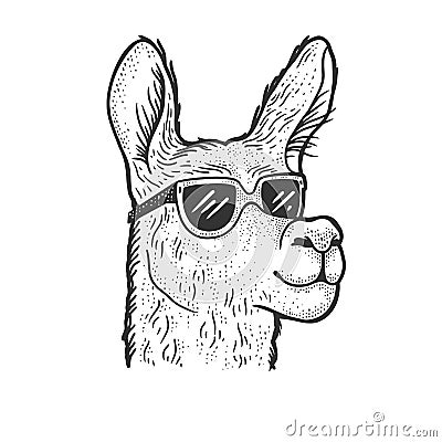 Llama in sunglasses sketch vector illustration Vector Illustration
