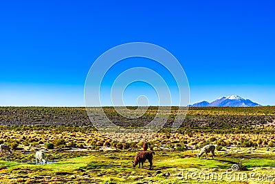 Llama and volcano Lascar in the Altiplano of Bolivia Stock Photo