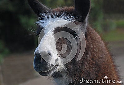 Llama with a white muzzle Stock Photo