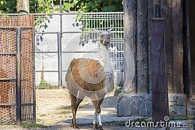 Llama Editorial Stock Photo