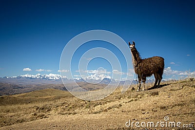 Llamas Alpaca in Andes Mountains, Amazing view in spectacular mountains, Cordillera, Peru Stock Photo