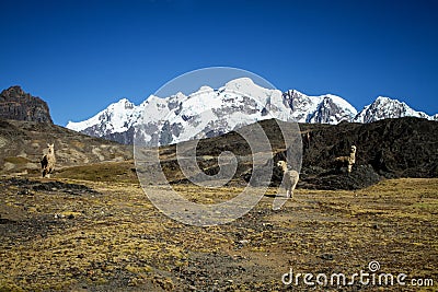 Llamas Alpaca in Andes Mountains, Amazing view in spectacular mountains, Cordillera, Peru Stock Photo