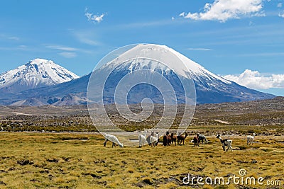 Llamas ans alpacas herd at the bottom of Volcano Parinacota snow top in Chile and Bolivia Stock Photo