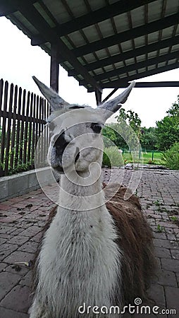 Llama Lama glama is a domesticated South American camelid, widely used as a meat and pack animal by Andean cultures since the Pre- Stock Photo