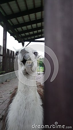 Llama Lama glama is a domesticated South American camelid, widely used as a meat and pack animal by Andean cultures since the Pre- Stock Photo