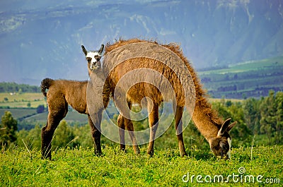 Llamas on Cochasqui piramids, baby mother, Ecuador Stock Photo