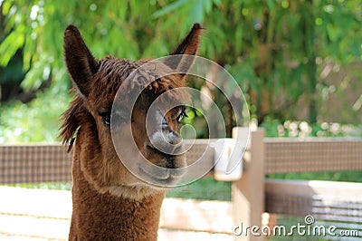 Llamas face Stock Photo