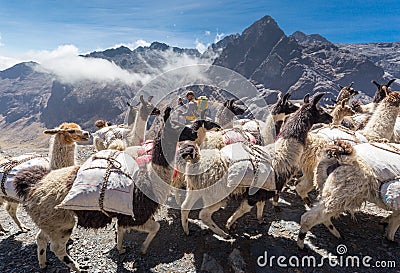 Llamas herd carrying heavy load, Bolivia mountains. Stock Photo