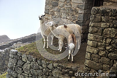 Llamas at Machu Picchu Stock Photo