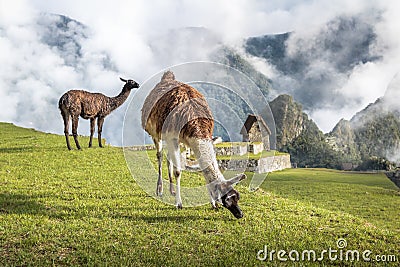 Llamas at Machu Picchu Inca Ruins - Sacred Valley, Peru Stock Photo