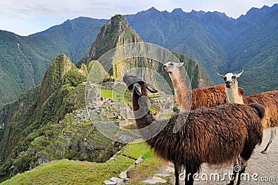 Llamas at Machu Picchu, lost Inca city in the Stock Photo
