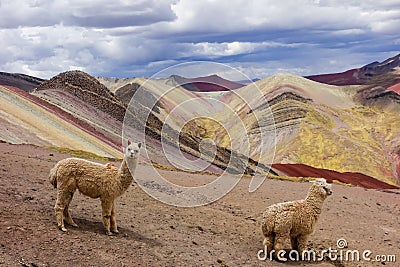 Llamas in Palccoyo rainbow mountains, Cusco/Peru Stock Photo