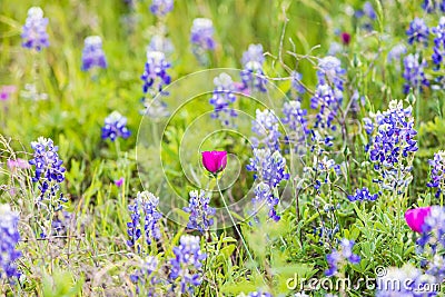 Bluebonnet and Winecup wildflowers in the Texas hill country Stock Photo