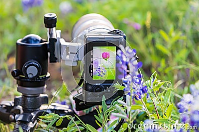 Camera in wildfowers in the Texas hill country Stock Photo