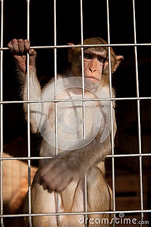 Llittle chimpanzee Stock Photo