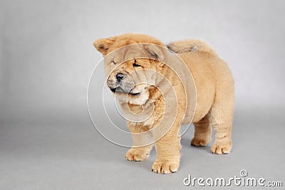 Llittle Chow chow puppy portrait Stock Photo
