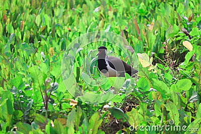 lndian bird taking a walk in the green fields Stock Photo