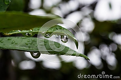 Lo que la lluvia me dejÃ³ Stock Photo