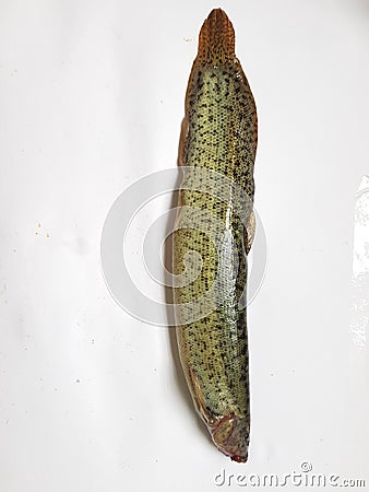 Loaches fishes was shoot on white background. Stock Photo