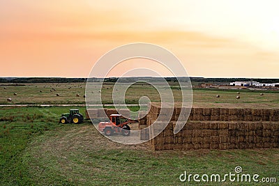 Loader at unload round bales of straw from hay trailer. Store hayat farm. Hay Forage feed for beef and dairy cattle. Making hay in Editorial Stock Photo