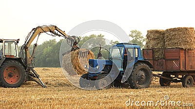 Loading round hay bales in a tracktor. Stock Photo