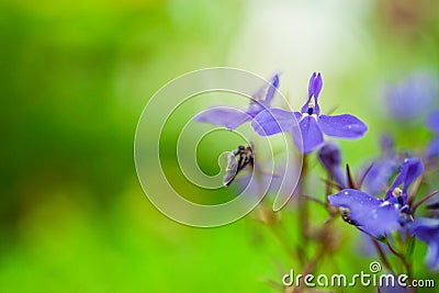 Lobelia Stock Photo