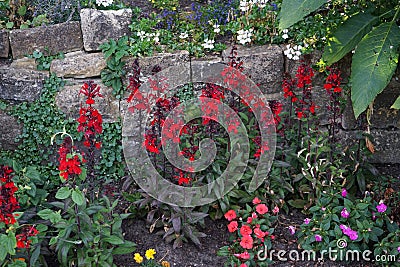 Lobelia speciosa blooms with red flowers in July in the park. Berlin, Germany Stock Photo