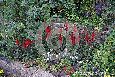 Lobelia speciosa blooms with red flowers in July in the park. Berlin, Germany Stock Photo