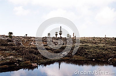 Lobella plants Stock Photo