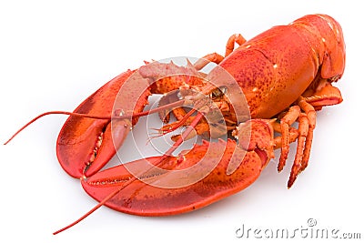 Lobster Stock Photo